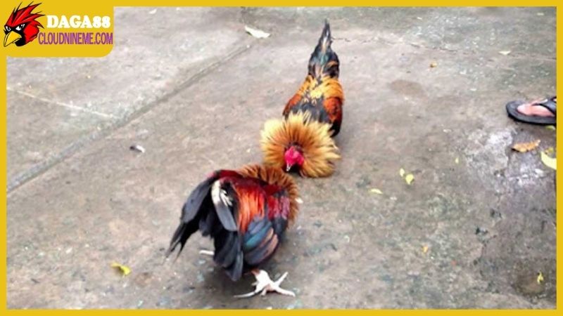 Theo dõi đá gà online được bảo mật chắc chắn