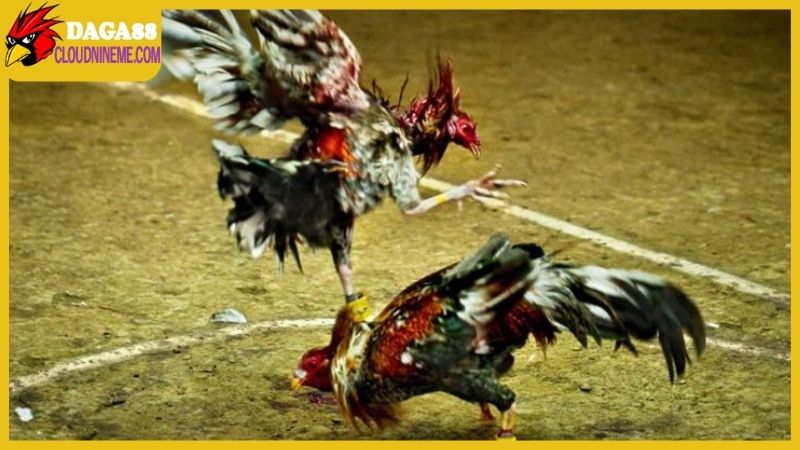 Xem đá gà bình luận mỗi ngày