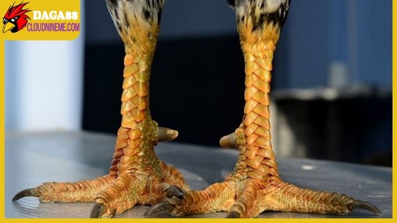 Áp dụng cách xem vảy gà Cao Lãnh để nhận biết chiến kê mạnh