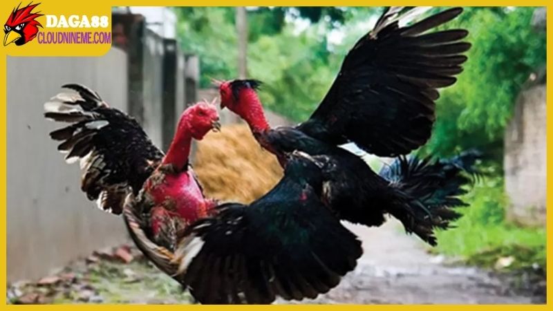 Cách nuôi gà đá mau sung và duy trì thể trạng của gà