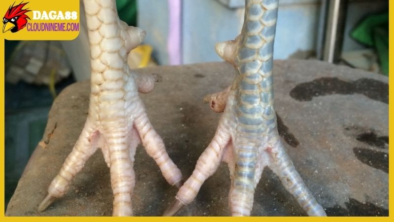 Giá trị thực tế của một cá thể gà ngũ sắc chân trắng