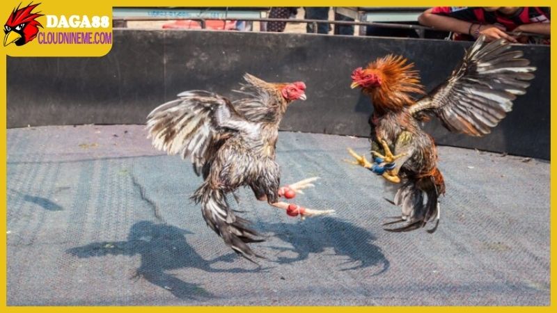 Hướng dẫn cách lên cựa gà tre qua từng bước