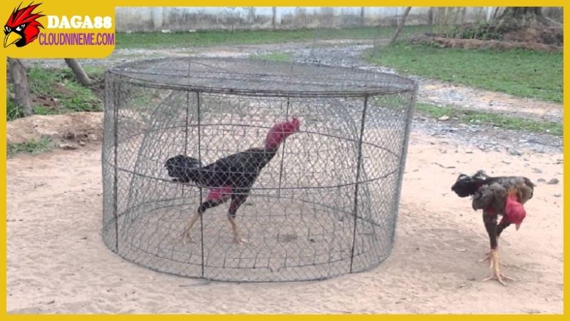 Kỹ thuật nuôi gà đá thông qua chế độ luyện tập đúng cách