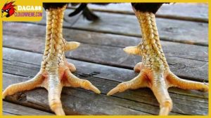 Xem vảy gà Cao Lãnh