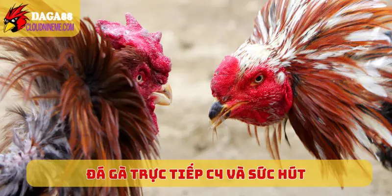 Đá Gà Trực Tiếp C4 và sức hút lớn trên thị trường