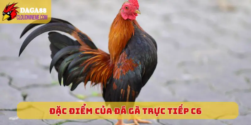 Đặc điểm của sân chơi Đá Gà Trực Tiếp C6