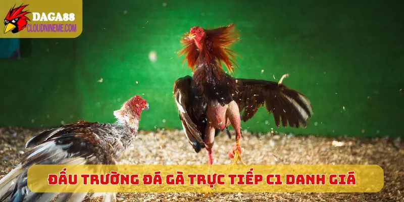 Đấu trường Đá Gà Trực Tiếp C1 danh giá khu vực