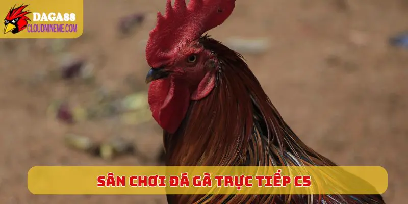 Tiêu chuẩn của sân chơi Đá Gà Trực Tiếp C5