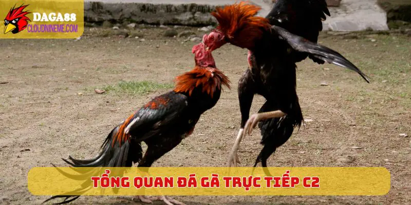 Tổng quan về sân chơi Đá Gà Trực Tiếp C2